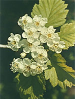 TSA CRATAEGUS OXYCANTHIA 50 ML - Farmacia Sant Anna SAS del Dott. Mariani Federigo